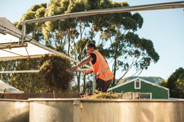 Manuka into the still