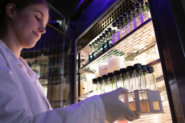 lab technician puts caddy of test tubes into a fridge