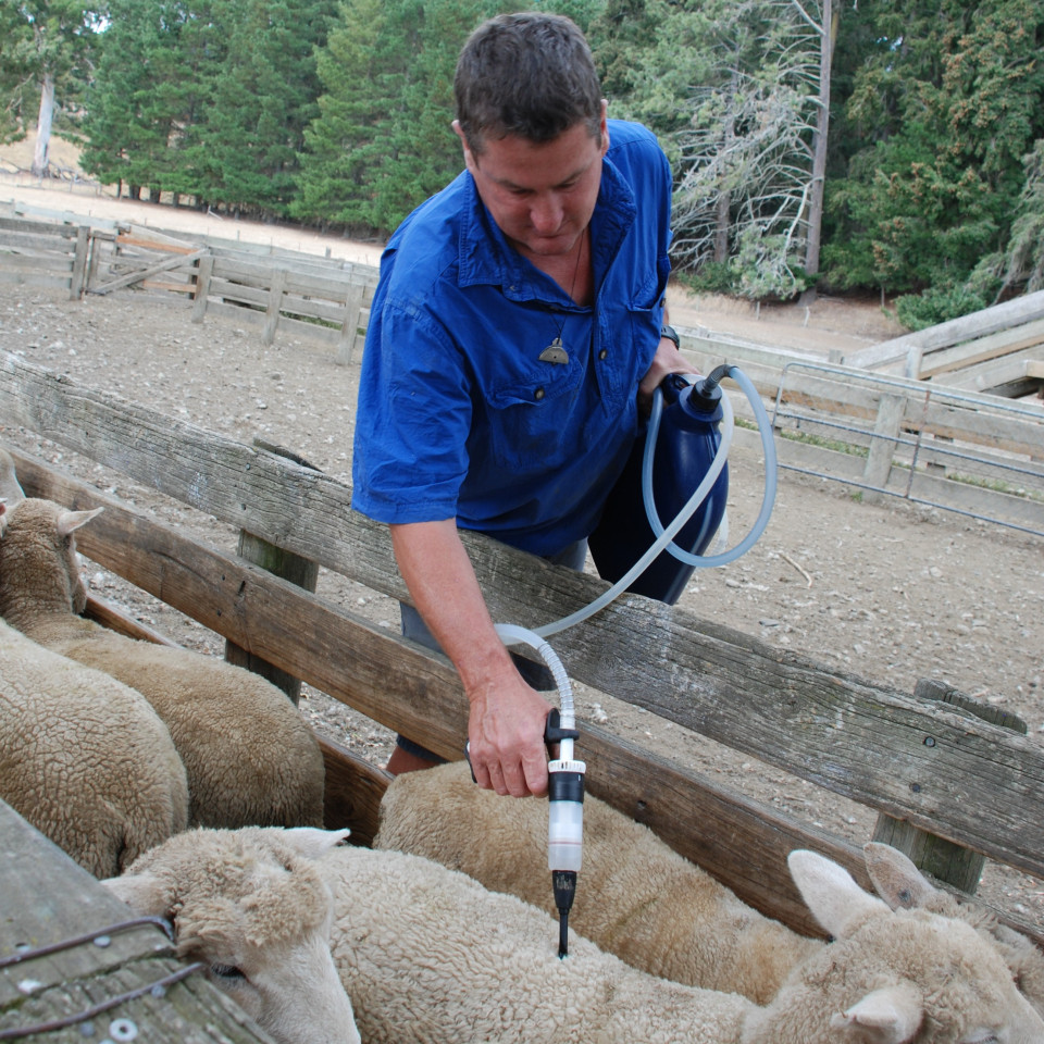 Donaghys Spot-on treatment for sheep